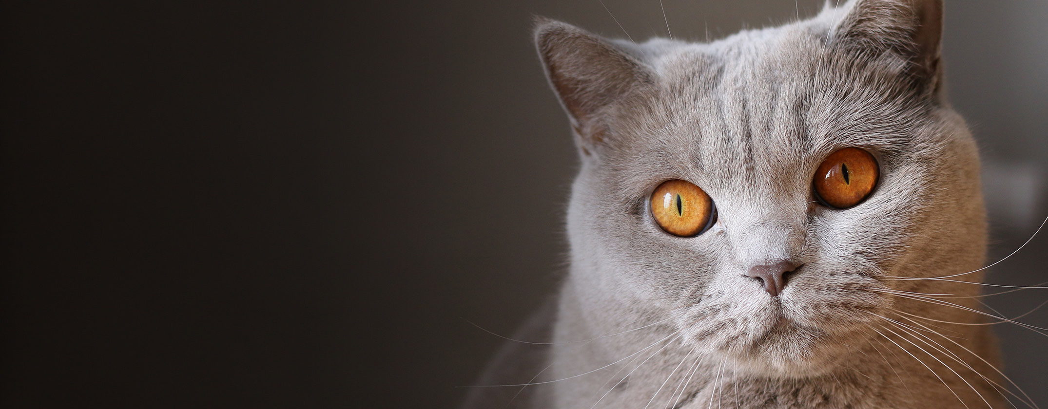 A gray cat with big orange eyes looks at the viewer.