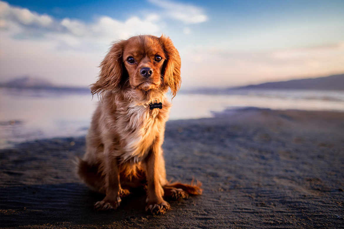A red Cavalier King Charles Spaniel sits on the beach looking at the viewer.