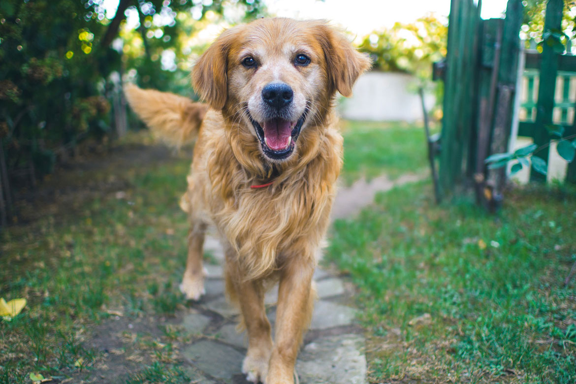 A golden retriever with graying fur around his muzzle trots toward the camera with a smile.