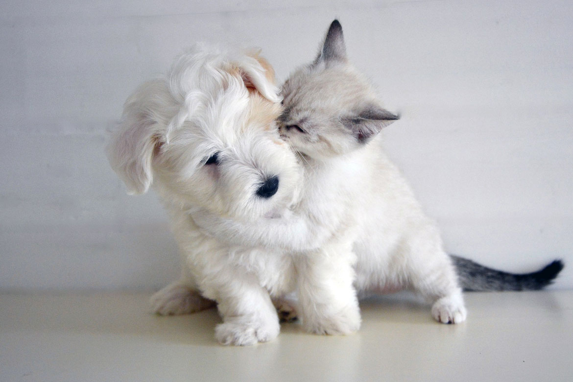 A small white kitten hugs a small white fluffy puppy around the neck.