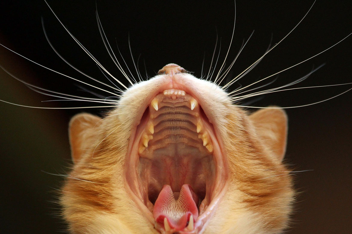 A white and orange cat yawns wide, showing his teeth.