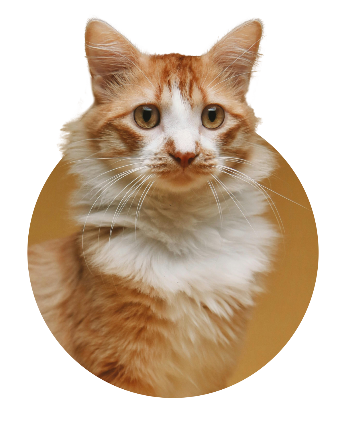 An orange and white cat looks up at the viewer from an orange circle.